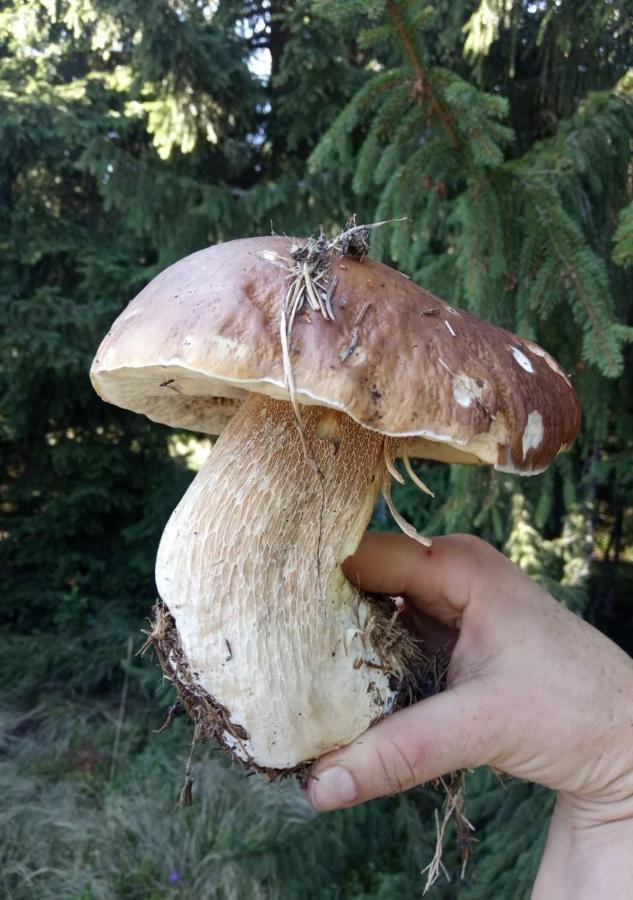 Bat'Kivska Hata Stari Kuty Exteriér fotografie
